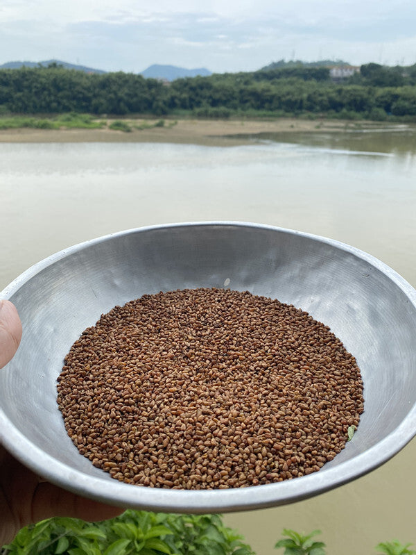 Barley Tea Genuine Black Yellow Tartary Buckwheat Tea Stomach Nourishing Tea Main image