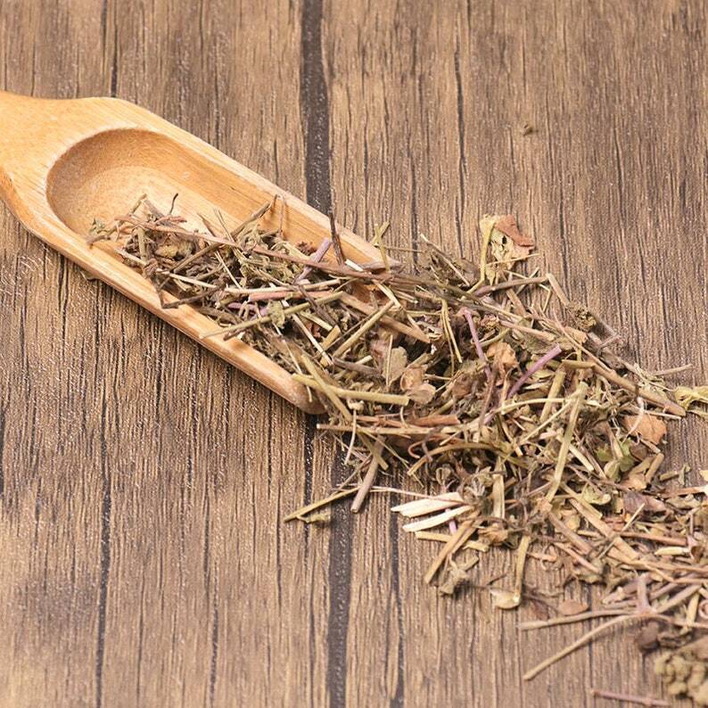 Organic Herbal Veronica Peregrina Great Quality