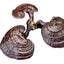 HelloYoung Wild Lingzhi Organic Reishi Mushroom Immortality 500g Purple Ganoderma Lucidum