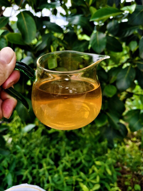 HelloYoung Yiwu Jiao Mu Pu'er Tea Yunnan Raw Tea Cake Primeval Forest Ecological Tea 12.6oz