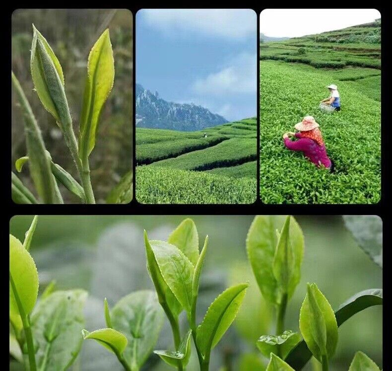 HelloYoung 100g Fuding White Tea Old Shoumei Aged Jujube Herbal White Tea Small Cake