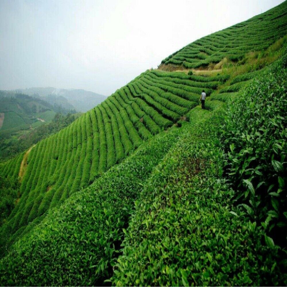 Yunnan Menghai Ripe Pu-erh Tea 357g Old Slimming