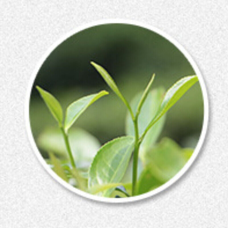 HelloYoung Old White Tea Cake Fuding Natural Spring White Tea Healthy 350g Premium