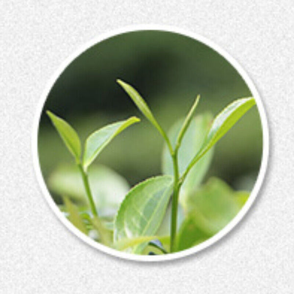HelloYoung Old White Tea Cake Fuding Natural Spring White Tea Healthy 350g Premium