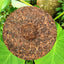 2020 Golden Buds Menghai Ancient Tree Qizi Shu Puerh Tea Cake,Ripe Puer Tea 357g