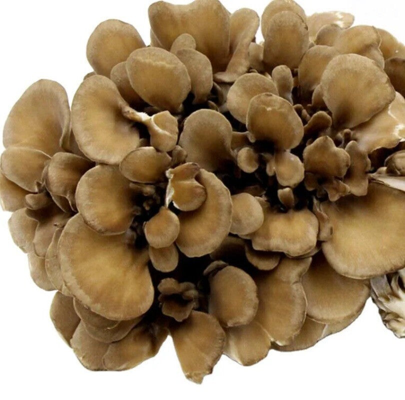 500g Getrockneter Maitake Pilz – Natürlicher Lebensmittel Pilz für Kochzwecke Secondary image