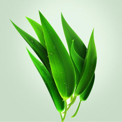 Highquality plant-based prebiotic green juice powder, barley Wakaba enzyme seeds