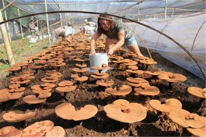 HelloYoung 500g Chinese Spore Powder Wild Reishi Ganoderma Lucidum Tea Powder Herbal Tea Secondary image