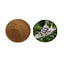 100g High quality pure natural Goat's Rue Extract Powder 10:1 Instant Brewing