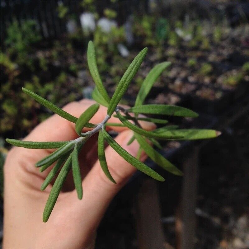 Dry Rosemary Herb Organic Herba Rosemary Leaf Tea Dried Rosemary 500g