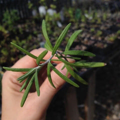 Dry Rosemary Herb Organic Herba Rosemary Leaf Tea Dried Rosemary 500g