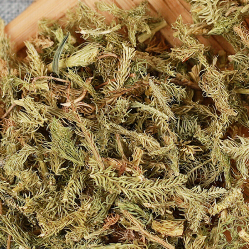 HelloYoung 500g Shenjincao Healthy Herbal Tea Top Quality Healthy Drink Shujincao 精选伸筋草 舒筋草