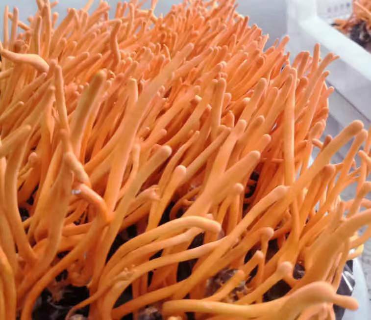 HelloYoung Chinese Cordyceps Flower Chong Cao Hua Anti-aging Lowering Blood Pressure 100g