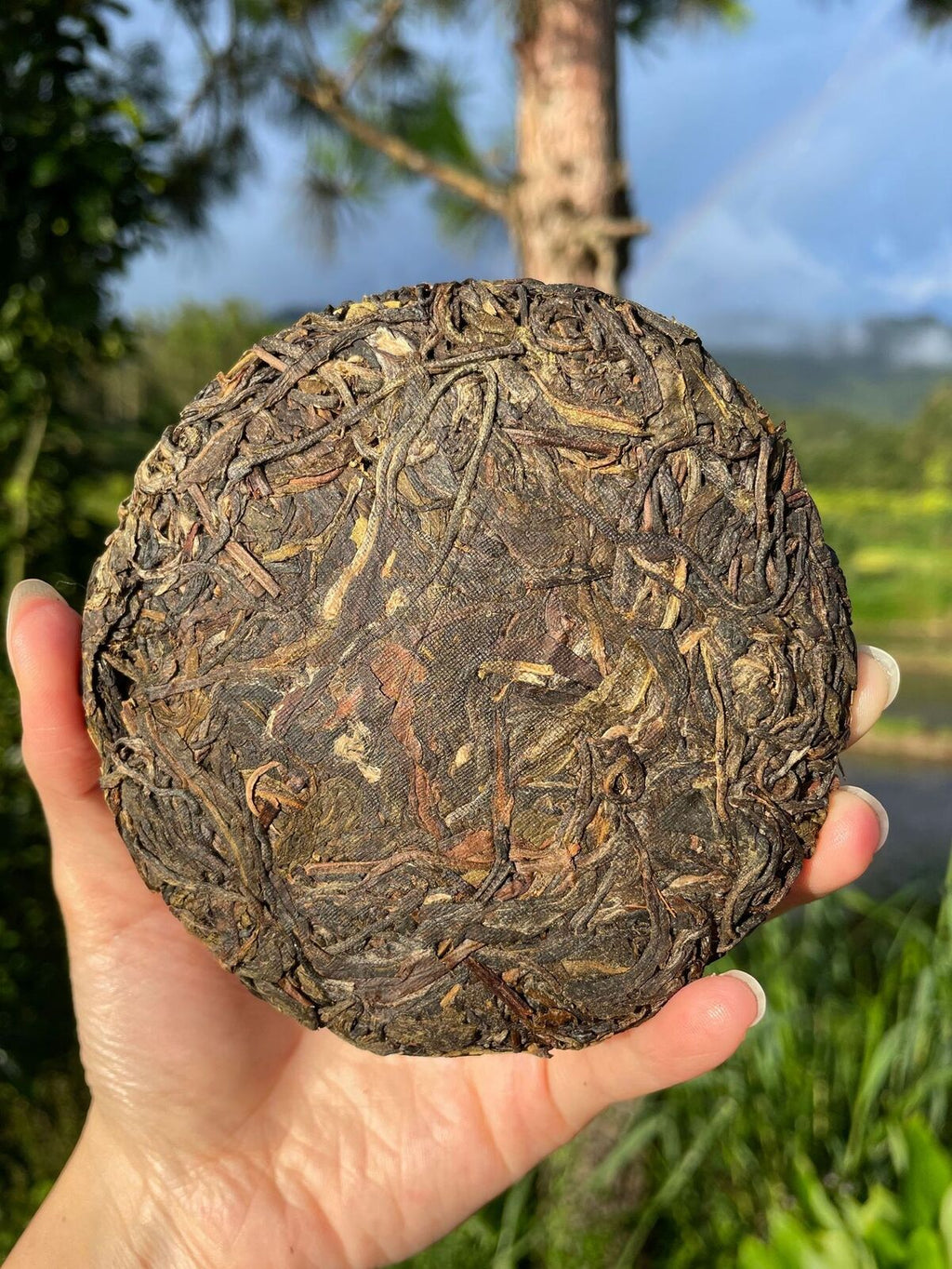 HelloYoung Rare Icelandic Ancient Tree Pu-erh Tea Fat Scraping Raw Tea Sweet 100g