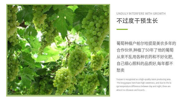 500g Turpan Raisins New Product Green Raisins Large Granule Special Product