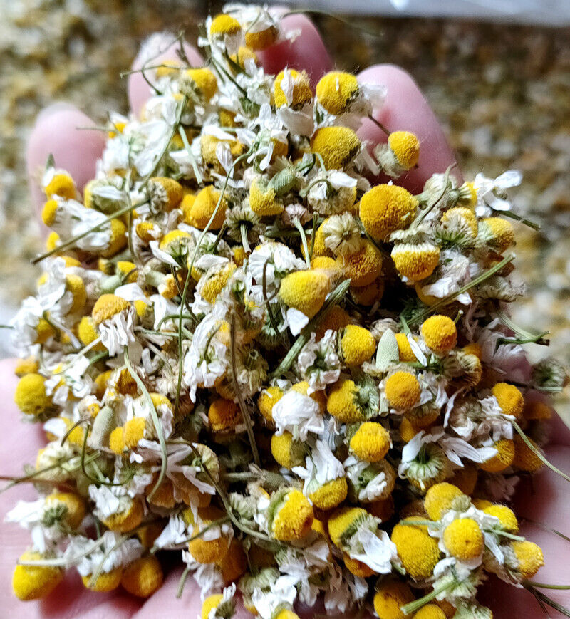 HelloYoung Bulk chamomile chamomile dried flowers chamomile petals flower foam 17.6oz