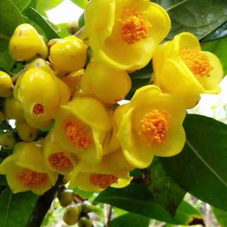 Precious Organic Golden Flower Tea, Camellia Nitidissima Tea, Jin Hua Nature Tea