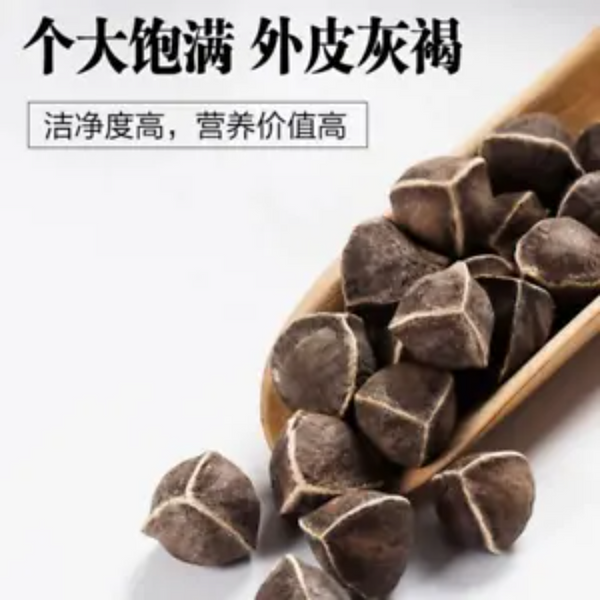 HelloYoung Moringa seeds 250 g Heathy Herbal Tea Lamuzi Herbs Healthy Drink  Chicory seeds