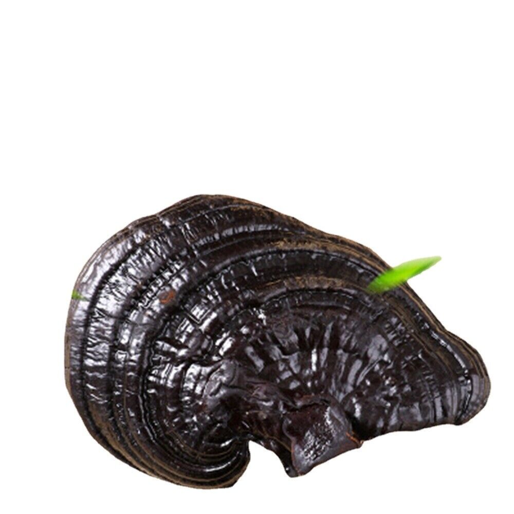 HelloYoung 100% Natural Black Ganoderma Lucidum Halal Dried Ganoderma Mushroom 17.6oz Main image