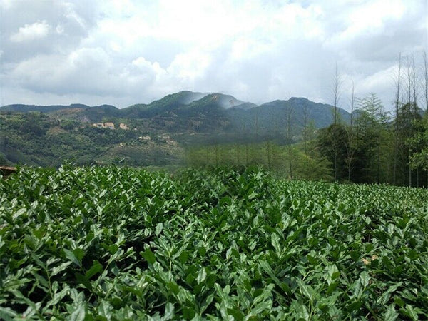 Jasmine flowers green tea jasmine flurries chinese tea green jasmine flower 50g