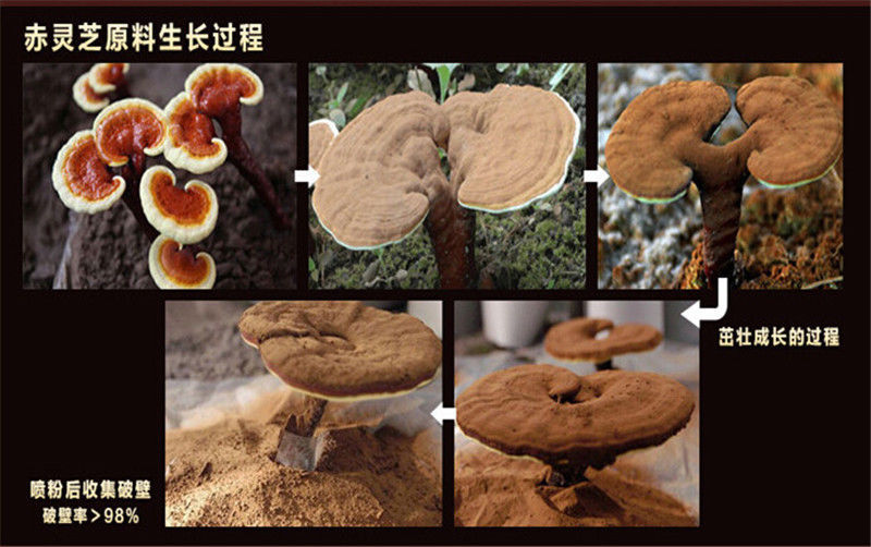 HelloYoung500g Chinese Ganoderma Lucidum Lingzhi Tea Wild Reishi Spore Powder Herbal Tea