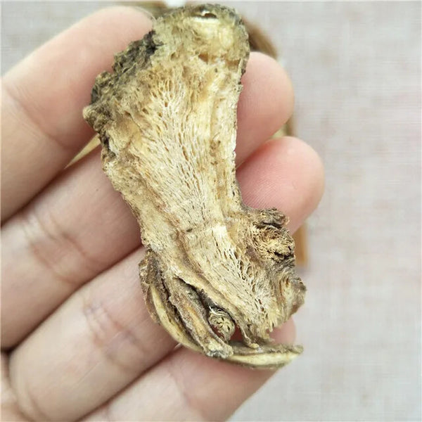 Dang Gui Cheap Price Angelica Sinensis Dried Radix Angelicae Sinensis Root