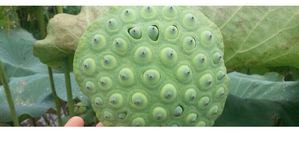 Puffed Lotus Seed Powder Ripe Pure Lotus Seed Meal Replacement Grain Powder