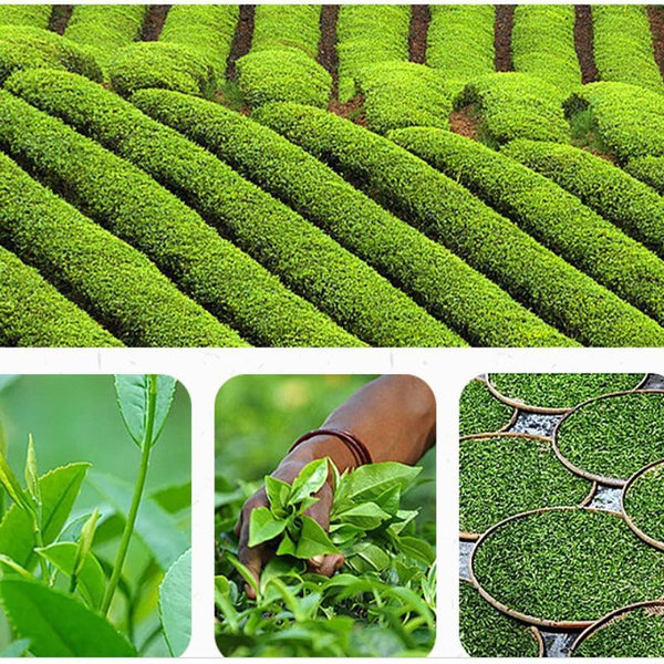 2023 Phoenix Dancong Oolong Tea Fragrance Dancong Oolong Loose Leaf Tea 500g