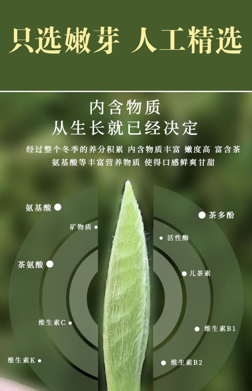 White Tea 50g/can First Spring Tea Loose White Tea Fuding Baihao Yinzhen Fuding