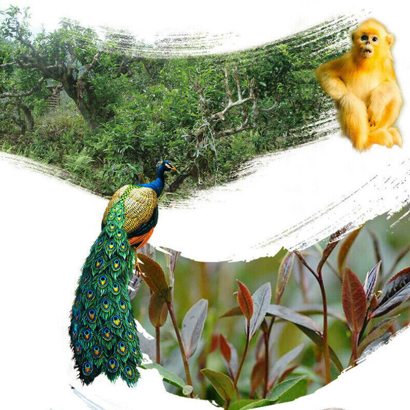 HelloYoung 200g Ecology Zi Juan Dr. Pu'er Tea Wild Purple Ancient Tree Pu-erh Tea Puerh