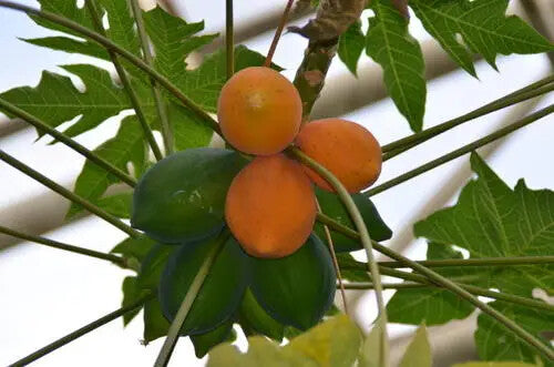 High Quality Chinese Herbal Extract Papaya Powder/Chaenomeles Extract Powder