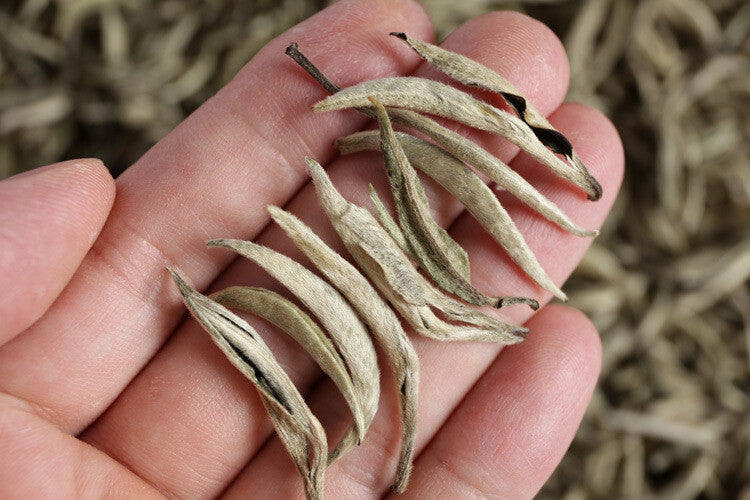 2024 Premium  Yunnan Pu'er Raw Baihao Yinzhen White Tea Loose Leaf 500g