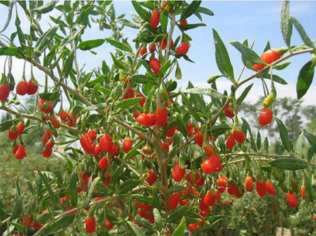 250g Dried Goji Berries Wolfberry Gouqi Herbal Tea Top Organic Herb Healthy Food