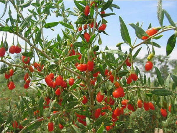 250g Dried Goji Berries Wolfberry Gouqi Herbal Tea Top Organic Herb Healthy Food