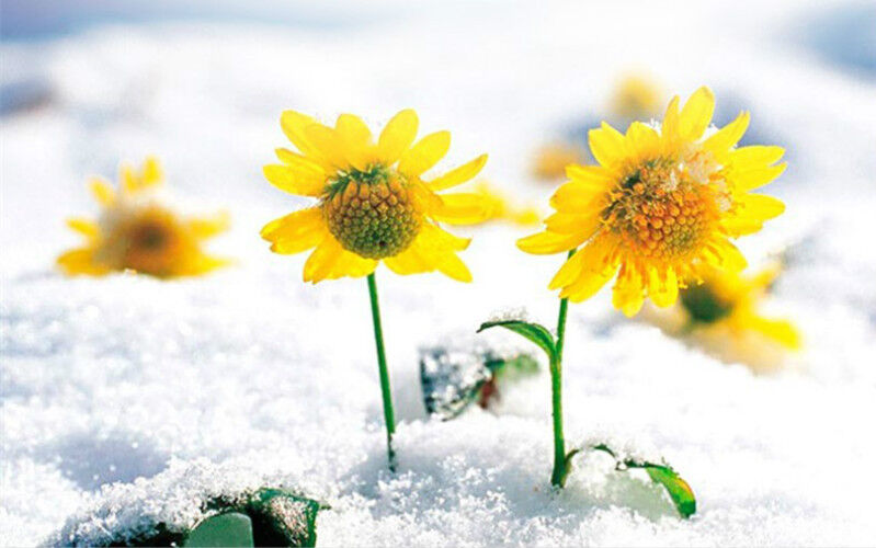 45gBio Kunlun Gebirgsschnee Gänseblümchen Chrysantheme Tee Blumen Tee Kräutertee