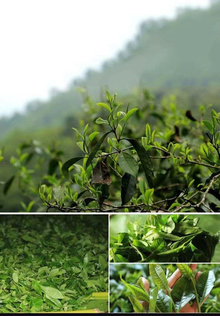 HelloYoung 500g Yunnan Pu'er tea ripe tea camphor pu'er tea loose tea big leaf seed ripe