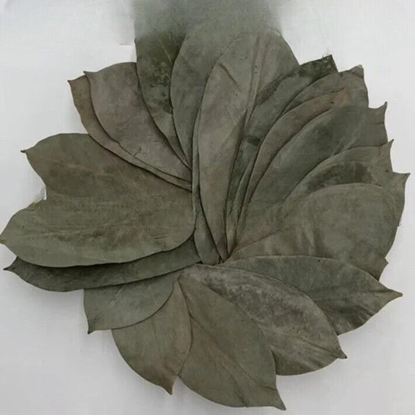 GRAVIOLA LEAF 100g Wild Harvest Soursop Custard Apple Annona muricata