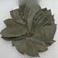 GRAVIOLA LEAF 100g Wild Harvest Soursop Custard Apple Annona muricata