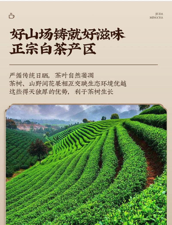 Zhenghe White Tea Sampler 2 Infusions Bai Mudan Yinzhen Premium