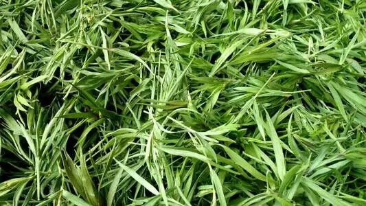 Organic Quality Bamboo Leaf Tea Lophatherum Gracile Tea Herbal Tea