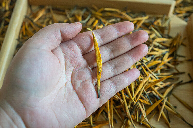 HelloYoung Yunnan Fengqing Spring Tea Dian Hong Tea Big Gold Needle Black Tea Big Gold Bud