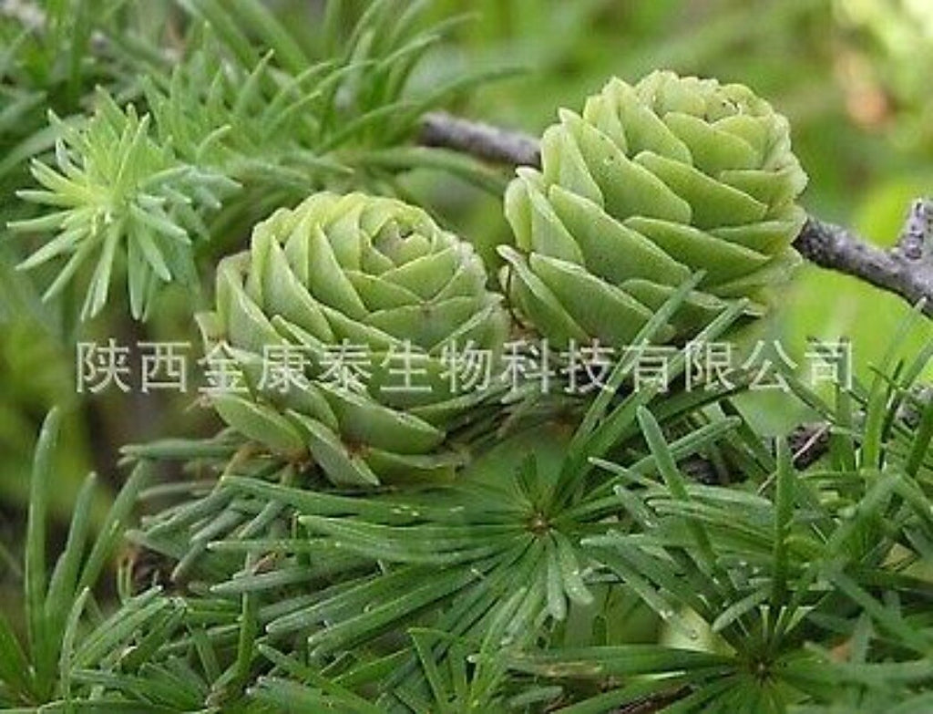 Dihydroquercetin 98% Pinus sylvestris Larch Extract Taxifolin 1kg
