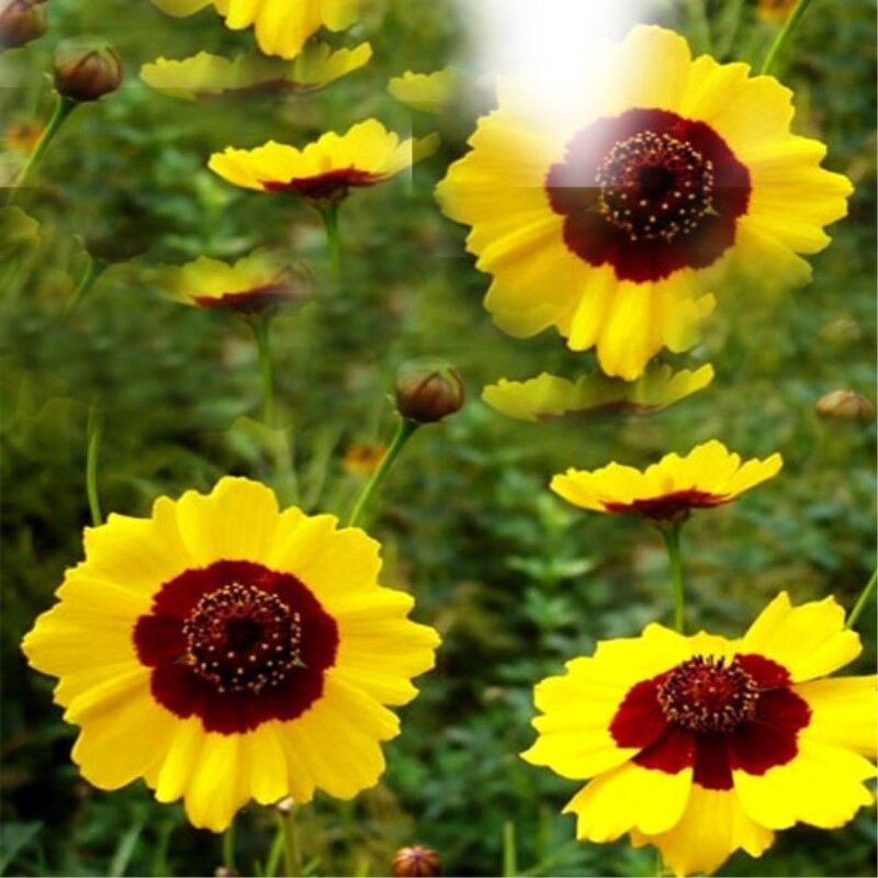 HelloYoung Beauty Health Tea Healthy45g Mountain Snow Daisy Chrysanthemum Top Flower Tea Secondary image