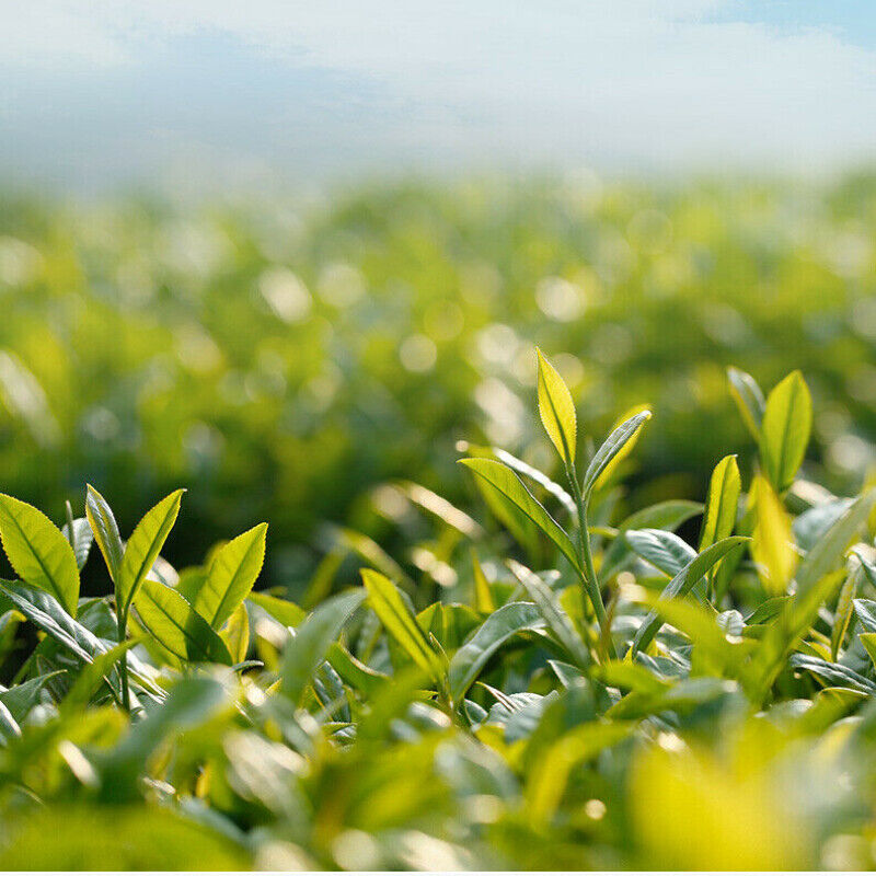 HelloYoung Ba Ma Cha Ye Jasmine Flower Green Tea Healthy Herbal Tea 八马茶叶 烘青茶茉莉花茶 清香型 花香馥郁