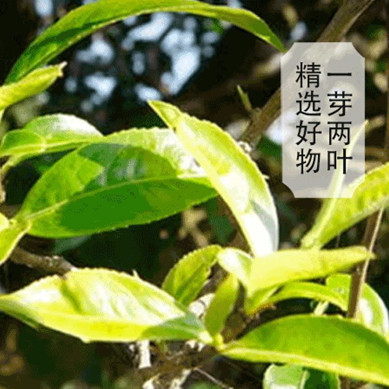 Brown Raw Tea Yunnan Pu'er Tea Early Spring Raw Tea 357/g Floral Fragrance
