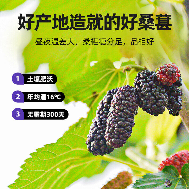 HelloYoung 200g Dried Black Mulberries No Sand Premium Grade Sweet and Fragrant