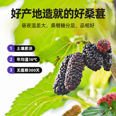 HelloYoung 200g Dried Black Mulberries No Sand Premium Grade Sweet and Fragrant