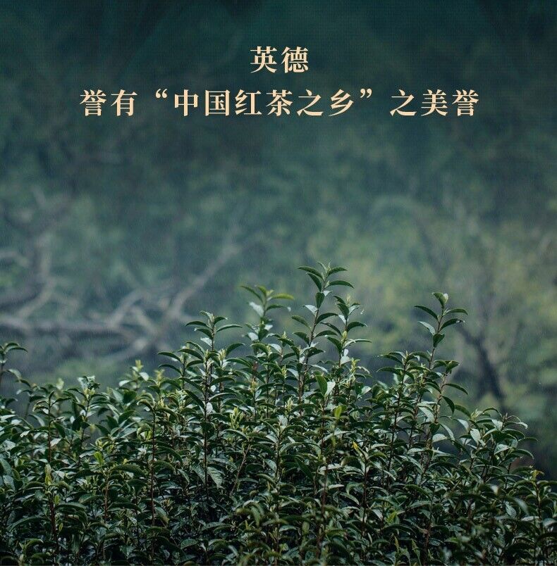 Yingde Black Tea Yinghong No.9 Tea Selected 500g Strong Flavor Slightly Sweet