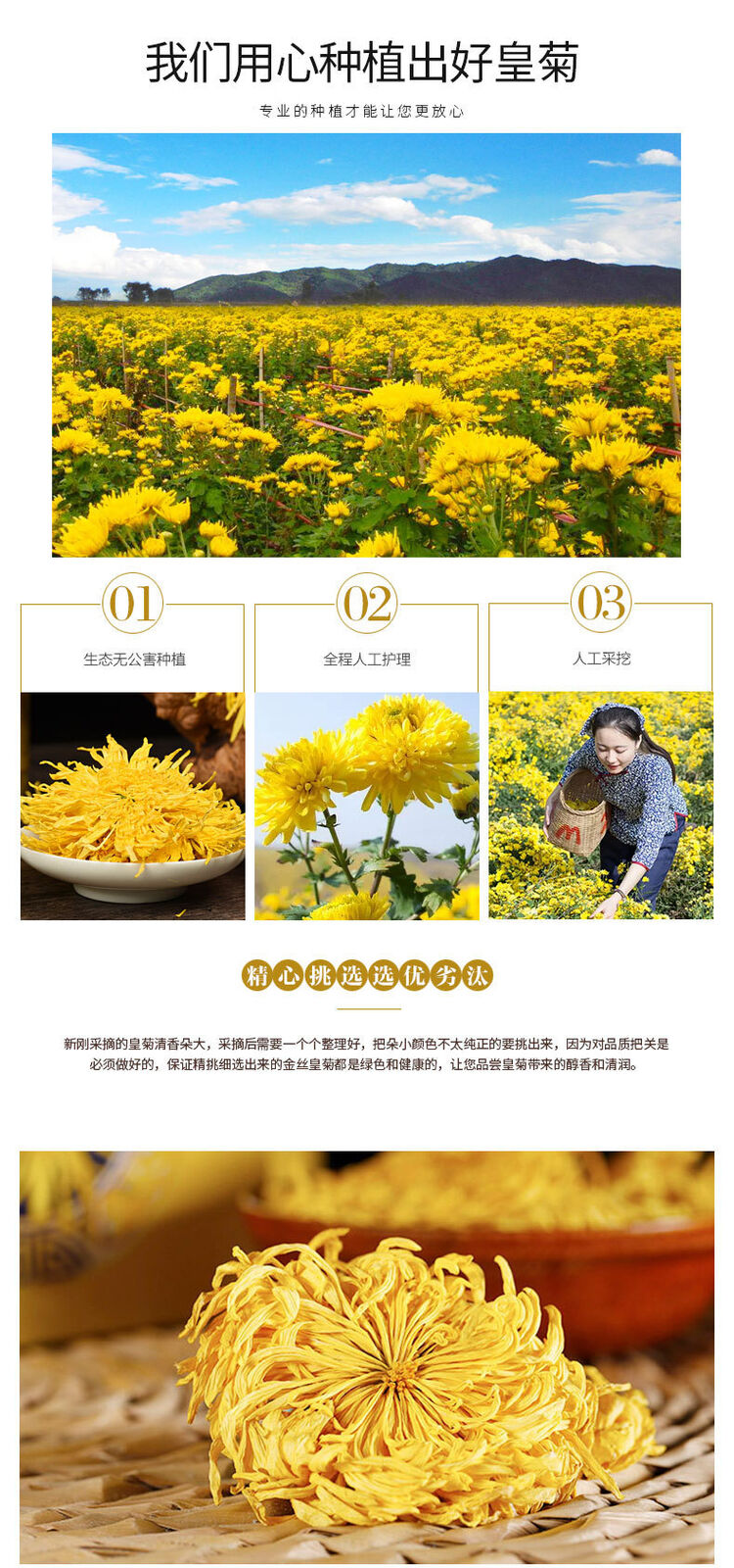 HelloYoung Chrysanthemum Tea Golden Silk Chrysanthemum Fetal Xiushui Tribute Chrysanthemum