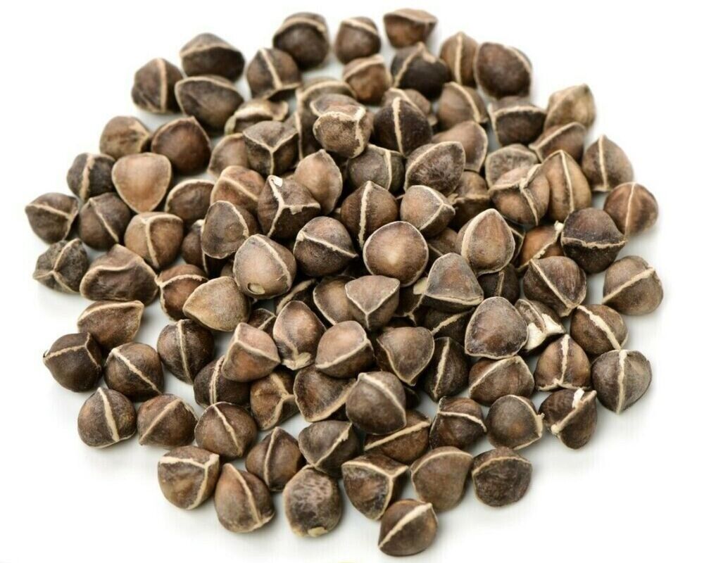 Moringa Oleifera Seeds WINGLESS Fresh Organic Semillas de Moringa Tree